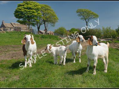 Algeriaian Live Boer Goats