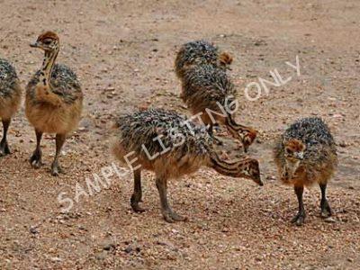 Algeria Ostrich Chicks