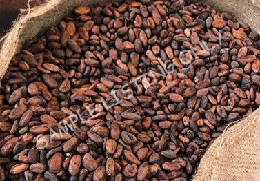 Algeria Cocoa Beans