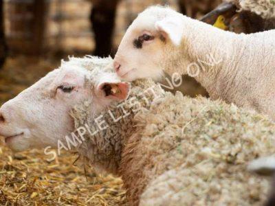 Healthy Algeria Sheep