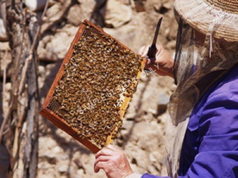 Pure Algeria Honey