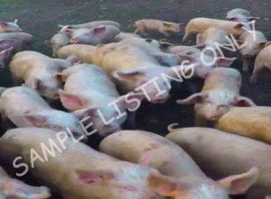 Algeria Healthy Pigs