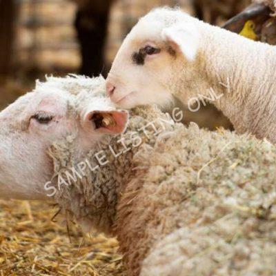 Healthy Algeria Sheep