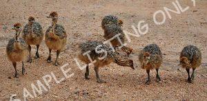 Algeria Guinea Fowls